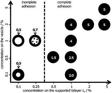 Schematic representation of receptor accumulation (in black) at various initial concentrations of receptors on the supported bilayer and ligands on the vesicle. The maximum concentration reached in the contact zone cmaxf is marked for each case. Note that the geometrically possible maximal cmaxf of 5% is achieved only at high receptor concentrations. The dotted line separates the cases of complete and partial membrane adhesion.