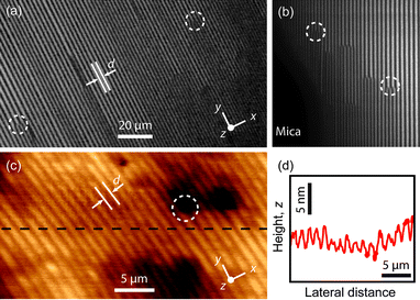 Arrays of parallel linear domains of SmA 8CB on mica. The domain axis, y, is perpendicular to the direction x of planar anchoring. d is the distance between neighboring disclinations. Circles mark regions where domains split or merge. (a) Optical micrograph of an array between crossed polarizers. (b) Detail of a drop edge. (c) AFM topographic image of the free interface. (d) Modulation of height z as a function of the distance along the dashed line of (c).
