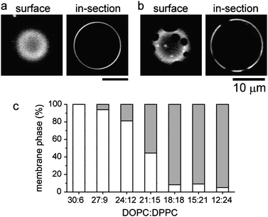 Typical microscopic images of one-phase (a) and two-phase (b) vesicles of DOPC/DPPC/Chol/KAON12. (c) Probability of one-phase and two-phase vesicles as a function of the DOPC:DPPC ratio, with 24% Chol and 40% trans-KAON12. The number of vesicles observed for each DOPC:DPPC ratio are N = 36 (30 : 6), 50 (27 : 9), 90 (24 : 12), 81 (21 : 15), 85 (18 : 18), 43 (15 : 21), and 39 (12 : 24). White and gray boxes indicate one-phase and two-phase vesicles, respectively.