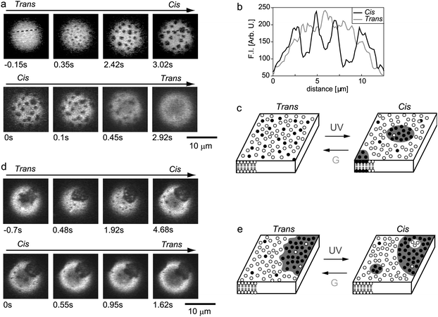 Photo-induced reversible organization of lateral domains in one-phase (a–c) and two-phase (d, e) bilayer membranes. (a, d) Fluorescence photomicrographs. The time elapsed is shown on each micrograph. (b) Fluorescence intensities (F.I.) for rho-PE of trans- and cis-membranes along the dashed line in (a). (c, e) Schematic representation of the molecular switching of the membrane organization. Open circles represent DOPC and KAON12, and filled circles show DPPC and Chol.