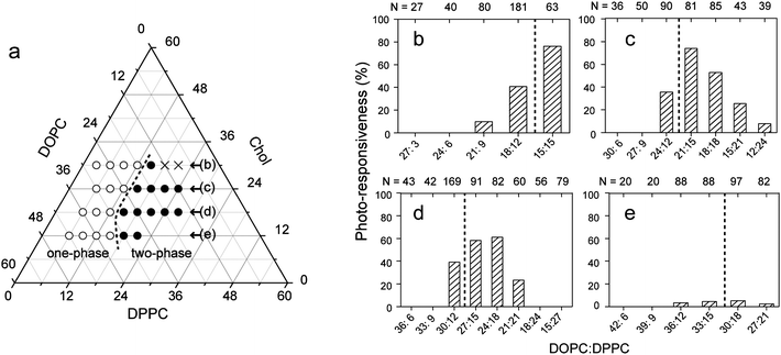 Responsiveness of membrane phase organization upon photo-isomerization. (a) Phase diagram of ternary DOPC/DPPC/Chol membranes with 40% trans-KAON12. The open and filled circles correspond to one-phase (homogeneous) membranes without domains and two-phase membranes with domains, respectively. The cross indicates no vesicles. (b–e) Percentage of photo-responsiveness as a function of the DOPC:DPPC ratio with each Chol concentration as shown in part (a): 30% (b), 24% (c), 18% (d), and 12% (e). Responsiveness is defined as the number of vesicles that show photo-induced phase dynamics, which include both initially one-phase and two-phase membranes as shown in Fig. 2 (see Supplementary Information), divided by the total number of observed vesicles. The broken lines show the miscibility boundary.