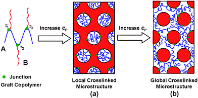 Schematic illustration of chain conformations of graft copolymers as a function of polymer concentration. The solvents are not shown for clarity.