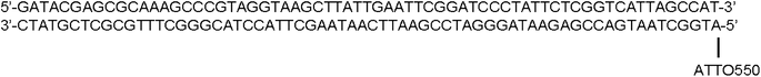 Sequence of the double-stranded DNA fragment with ATTO550 labels.