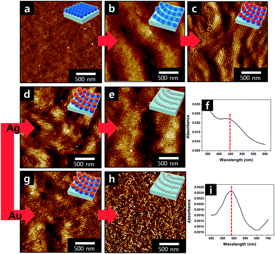 (a) Height contrast AFM image of the surface of a PS-b-P2VP inverse micelle monolayer film after spin-coating; (b) nanowire arrays after solvent annealing treatment; (c) strings of reconstructed toroidal micelle arrays having nanopores obtained by immersion into ethanol; (d) reconstructed micelle nanoring arrays after immersion into a AgNO3 ethanol solution; (e) Ag nano-necklace arrays obtained by exposing the films to a UV light; (f) UV-visible absorption spectrum obtained from the Ag nano-necklace arrays; (g) the reconstructed micelle nanoring arrays after immersion into a HAuCl4 ethanol solution; (h) Au nano-necklace arrays obtained by oxygen plasma treatment; and (i) UV-visible absorption spectrum obtained from the Au nano-necklace arrays.