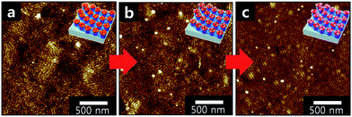 (a) Height contrast AFM image of strings of reconstructed micelle nanoring arrays after immersion into a AgNO3 ethanol solution; (b) reconstructed micelle nanoring arrays after subsequently immersed into a HAuCl4 ethanol solution; and (c) hybrid plasmonic nano-necklace arrays consisting of Ag and Au surrounded with polymer matrix obtained by reducing the precursors in a NaBH4 ethanol solution.