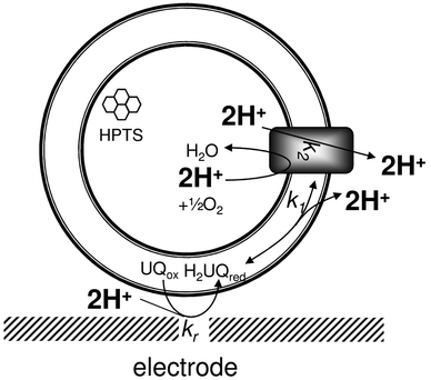 Illustration of the experimental setup used and the four protons removed from the intravesicular compartment per 2 electrons required to reduce ubiquinone to ubiquinol. This illustration assumes a single orientation of the enzyme in the vesicles. See text for more explanation.