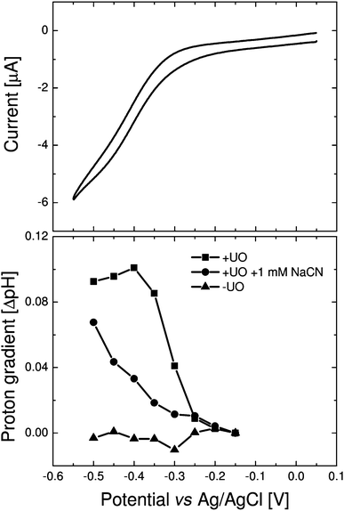 (Top) Cyclic voltammogram (10 mV s−1) of vesicles containing UO adsorbed onto a gold electrode (∼0.25 cm2). The vesicles are made from E. colilipid extract containing inner-membrane extracts from the strain GO105/pJRhisA (10% (w/w) protein/lipid). (Bottom) The pH of the same vesicles after fixing the electrode for 60 s at the indicated potential before and after addition of 1 mM NaCN. A separate control experiment without inner membrane extracts is also shown.