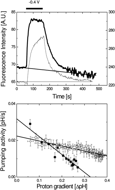 (Top) Fluorescence intensity as a function of time for vesicles containing 1% inner membrane extract (thick line, left axis) and vesicles containing purified and reconstituted UO (thin line, right axis). During the time scan no potential was applied except between 60 and 160 s during which −0.4 V vs.Ag/AgCl was applied (as indicated by the bar). The line indicates the background correction that was applied. In these experiments the fluorescence was measured using only one excitation barrier filter (see Material and methods). (Bottom) Proton pumping activity of UO as a function of observed proton gradient for vesicles containing 1% inner membrane extract (solid symbols) and proteoliposomes containing purified UO (open symbols, contains data of two different experiments). These data have been determined from the data shown at the top as explained in the text. The error bars indicate the SD as determined from the noise in the data.