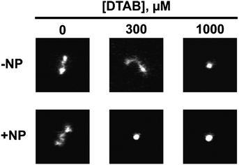 Enhancement of DTAB-induced DNA compaction by 100 nm silica nanoparticles (NPs). Typical fluorescence microscopy images of DNA molecules in solution for various DTAB concentrations, in the absence (−NP) and in the presence (+NP) of 100 nm silica nanoparticles (NPs). Each image has a size 5 µm × 5 µm. [DNA] = 0.1 µM; [YOYO] = 0.01 µM; [NPs] = 1.5 × 10−3 wt%; [Tris/HCl] = 10 mM (pH = 7.4).