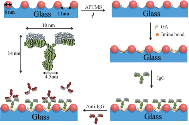 High Sensitivity And Selectivity Of Human Antibody Attachment At The Interstices Between Substrate Bound Gold Nanoparticles Chemical Communications Rsc Publishing