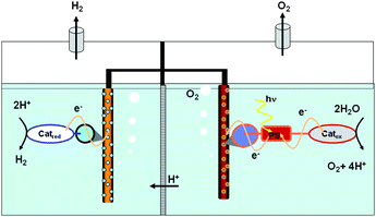 Artificial Photosynthetic Systems Using Light And Water To Provide Electrons And Protons For The Synthesis Of A Fuel Energy Environmental Science Rsc Publishing
