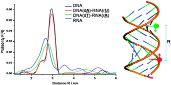 The RNA–DNA hybrid structure determined by EPR , CD and RNase H1 ...