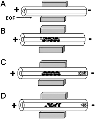 Schematic diagram of in-line magnetic extraction with CE. (A) Conditioning step: capillary is conditioned and NdFeB permanent magnets are placed around the capillary. (B) Sample loading: sample mixture containing magnetic particles is introduced into the capillary and retained by the magnets. (C) Washing step: analytes of interest interact with sorbents, whereas interfering components are eluted. (D) Elution step: retained analytes are eluted by applying a stronger eluent. Reprinted from Tennico and Remcho5 with permission from Wiley InterScience (Copyright 2010 Wiley-VCH Verlag GmbH & Co. KGaA, Weinheim).