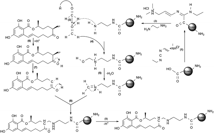 A schematic diagram based on position 6-H for the preparation of ZEN-cationic protein conjugates.16 (1)–(2) cationization of protein; (3)–(5) imidization of N-hydroxymethyl amine groups in the cationic protein; (6)–(7) enolation of ZEN; (8)–(9) conjugation of enolated ZEN with the iminium ionized protein. All the reactions were carried out in MES buffer. This reaction can proceed in other directions: the active hydrogen is also available on the other side of the keton group (position 8), position 3′ and 5′ on the benzene ring and the phenolic OH groups. The ZEN conjugates with cationic protein reaction may be a mixture of conjugates with different conjugation sites.