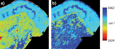 Univariate wavenumber images of cervical tissue section based on the wavenumber value of the amide I band peak of the same FTIR micro-spectroscopic image acquisition both a) before and b) after RMieS correction. Colour coding is blue to red corresponding to spectra with relatively blue shifted amide I band peaks to relatively red shifted amide I band peaks, respectively.