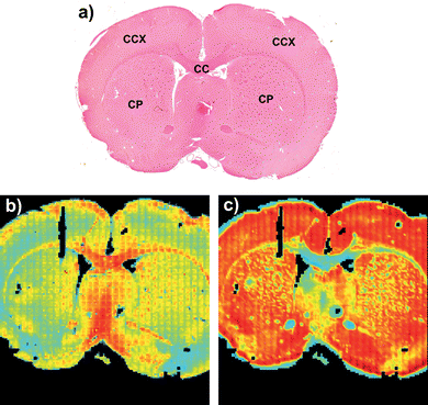 A coronal rat brain tissue section FTIR image of relative amide I (1680–1620 cm−1) band absorbance in a) H&E stained tissue section. CC, corpus callosum; CCX, cerebral cortex; CP, caudate-putamen. b) before RMieS correction and in c) after RMieS correction. Figures a) and b) are adapted from images published in Bambery et al.,.2 Reused with permission from Elsevier.