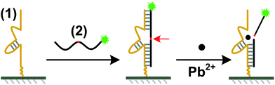 Schematic of the microarray-based fluorescent lead(ii) sensor immobilization and Pb(ii) reaction process. The 5′-amine-modified catalytic DNA strand (1) is immobilized on the aldehyde-coated glass slides through covalent reaction. Via hybridization, Cy5-labeled DNA/RNA chimera substrate (2) is attached to the microarray. The substrate is cleaved in the presence of Pb(ii). The scissile ribo-adenine (rA) is indicated by a red arrow.