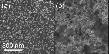 
          SEM images of (a) azide-tagged AuNPs and (b) aggregated AuNPs after addition of 50 μM Cu2+ in the presence of cross-linker DEB.
