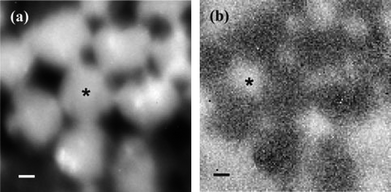
          TIR Raman image of a micropatterned PEDOT:PSS film on PET, generated from the peak areas of (a) the PEDOT:PSS marker band at 440 cm−1 and (b) the PET marker band at 1726 cm−1. The scale bar is 1 μm. The image was acquired by scanning the position of the excitation/collection optics across the sample. Reproduced with permission from ref. 33.