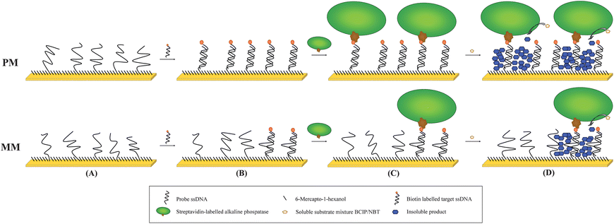 Proposed model for the amplification reaction investigated in this work. A DNA probe (top: perfect match, PM; bottom: single mismatch, MM) is immobilised onto a gold electrode (A) as a near close-packed layer and any remaining surface then blocked with short strands (MCH, 6-mercapo-1-hexanol). In the second step a biotinylated target is hybridised to the probe (B). A streptavidin-alkaline phosphatase (AP) is then coupled to the biotinylated probe (C). This is followed by the amplification reaction, which is started by adding the substrate mixture. The soluble substrates are converted to insoluble products and precipitate on the surface where they accumulate with time (D).