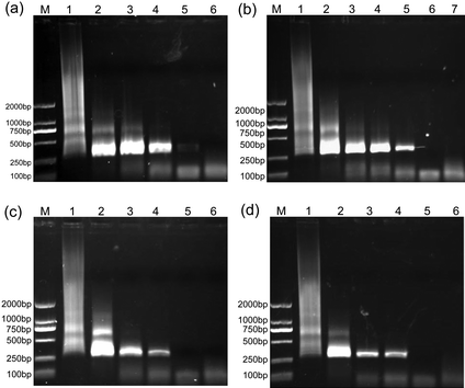 The effect of Au DENPs on the specificity of PCR. Lane M is for marker, the last lane is the negative control in every image. (a) {(Au0)25-G5.NH2} was added into the PCR mixture, and for Lane 1 to 5, its final concentration was 0, 0.40, 0.45, 0.51, and 0.57 nM, respectively. (b) {(Au0)50-G5.NH2} was added into the PCR mixture, and for Lane 1 to 6, its final concentration was 0, 0.35, 0.40, 0.45, 0.49, and 0.54 nM, respectively. (c) {(Au0)75-G5.NH2} was added into the PCR mixture, and for Lane 1 to 5, its final concentration was 0, 0.39, 0.45, 0.51, and 0.57 nM, respectively. (d) {(Au0)100-G5.NH2} was added into the PCR mixture, and for Lane 1 to 5, its final concentration was 0, 0.31, 0.37, 0.43, and 0.49 nM, respectively.