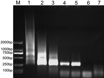 The effect of G5.NH2 dendrimers on the specificity of PCR. Lane 7 is the negative control, and for Lane 1 to 6, the final concentration of G5.NH2 dendrimers was 0, 0.91, 0.95, 0.98, 1.05, and 1.08 nM, respectively.