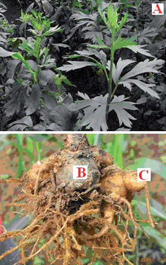 
          Aconitum carmichaeli Debx. (A); the mother root of Aconitum carmichaelii Debx. (B); the daughter or lateral root of Aconitum carmichaelii Debx. (C).