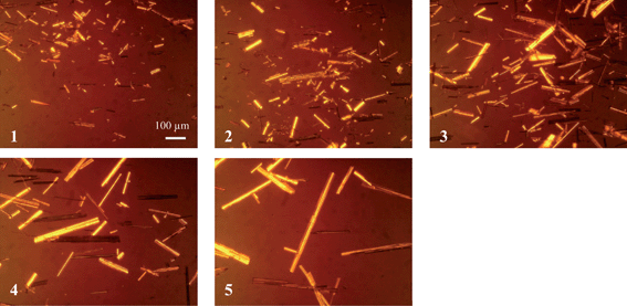 
          Microscopy images of COA (magnification factor of ×150) showing increasing needle length (numbered according to sample number assigned in Table 1).