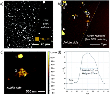 
            Fluorescence image and AFM topography of avidin and RCA DNA colonies on a flat SiO2 on Si test substrate: a) fluorescence image of Cy5-dU labeled DNA colonies with a region on the right with few DNA colonies; b) 100 μm2 area equivalent to small brown box in (a) with numbered clusters on the left side identified for cross-section analysis, c) region that contains two large features – one with typical DNA colony profile and second with very different topography indicative of a combined DNA colony, and d) cross-section of feature #10, an RCA DNA colony with height ∼57 nm and full width at half the maximum height (FWHM) of 310 nm.