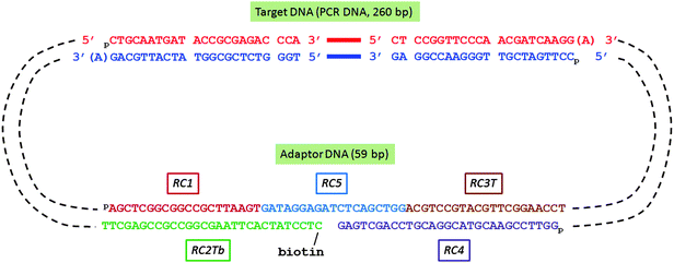 
            DNA
            oligonucleotides assembled in biotinylated DNA circle for Rolling Circle Amplification (RCA)