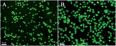 The fluorescent images of the HL-60 (A) and HeLa (B) cells stained by calcein-AM after capture on the ITO/CNTs@PDA-FA/BSA electrode for 1 h. The living cells emit green fluorescence.