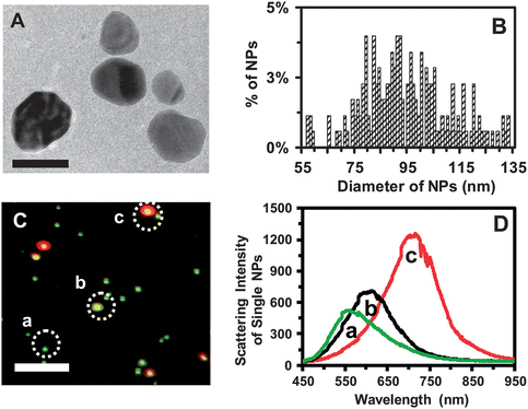 Characterization of sizes, shapes, and plasmonic optical properties of single Ag NPs. (A) HRTEM image shows the sizes, shapes and morphologies of single Ag NPs. (B) Histogram of size distribution of single Ag NPs determined by HRTEM shows their average sizes of 95.4 ± 16.0 nm. (C) Representative dark-field optical image of single Ag NPs shows individual plasmonic green, yellow and red NPs. (D) LSPR spectra of single Ag NPs (plasmonic green, yellow, and red) show λmax (FWHM) at 558 (78), 610 (89) and 704 (91) nm, respectively. Scale bars are 100 nm in (A) and 2 μm in (C). The scale bar in (C) shows the distances among single NPs, but not their sizes, owing to the optical diffraction limit.