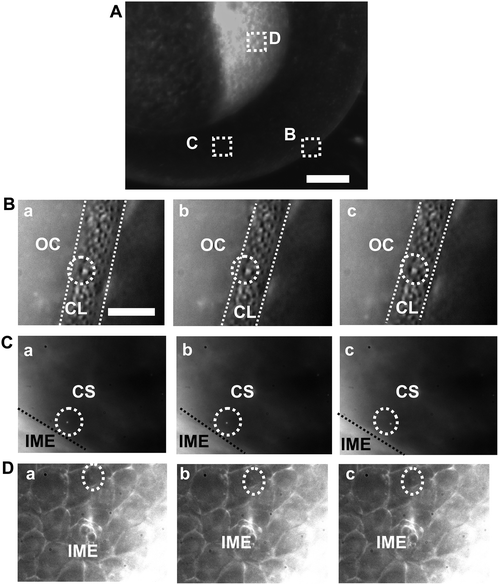 Real-time probing of transport and diffusion of single Ag NPs into/in embryos. (A) Optical image of cleavage-stage embryo shows: (B) the chorionic layer (CL), (C) chorionic space (CS), and (D) inner mass of embryos (IME) as squared, where the transports of single Ag NPs are studied in real time. (B–D) Sequential dark-field optical images of: (B) the CL (as highlighted by dashed lines), (C) the CS (the interface of CS with IME are marked by dashed lines), and (D) the IME, showing the diffusion of single Ag NPs (as circled) from outside the chorion (OC) in egg water into the CL; in the CS; and from the CS into the IME, respectively. The time interval between each sequential image (temporal resolution) is 1.1 s. Scale bars are 125 μm in (A) and 20 μm in (B–D).