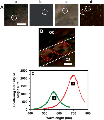 Real-time characterization of sizes and mechanisms of single Ag NPs diffusing into/in cleavage-stage embryos using their plasmonic optical properties determined by DFOMS-MSIS. (A) Snap-shot color images of those sequential optical images in Fig. 3B–D show that individual plasmonic Ag NPs diffuse: (a) through the CL, (b) in the CS, (c) in the CS into the IME, and (d) in the IME. (B) Zoom-in color image of (a) shows that the Ag NPs are trapped in chorionic pores, and some of them are aggregated in the pores. (C) LSPR spectra of the single Ag NPs as those circled in (A) show λmax (FWHM) at 557 (65) and 698 (88) nm. Scale bars in (A–B) are 20 and 2 μm, respectively.