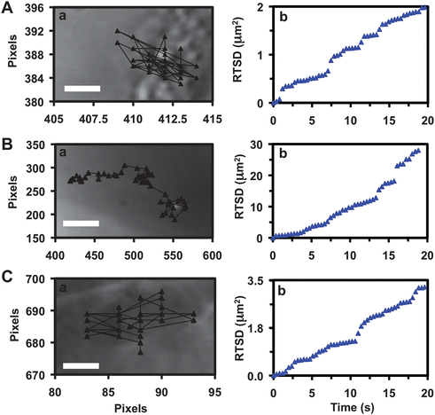 Characterization of transport mechanisms and diffusion modes of single Ag NPs into/in the embryos. Plots of (a) diffusion trajectories and (b) real-time squared displacement (RTSD) as a function of time of single plasmonic green NPs: (A) as they enter the extra-surface of CL, shows restricted diffusion with diffusion coefficients of (3.9 ± 7.5) × 10−11 cm2 s−1; (B) in CS near the surface of IME and (C) in IME, both shows simple Brownian motion with diffusion coefficients of (7.5 ± 6.0) × 10−9 and (7.8 ± 8.2) × 10−10 cm2 s−1, respectively. Scale bars in (A–C) are 0.1, 3 and 0.3 μm, respectively.