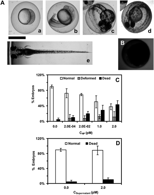 Study of toxic effects of Ag NPs (95.4 ± 16.0 nm) on embryonic development. (A) Optical images of normally developing embryos at (a) cleavage-stage (0.75–2.25 hpf); (b) late segmentation stage (24 hpf); (c) early hatching stage (48 hpf); (d) late hatching stage (72 hpf); (e) fully developed larvae (120 hpf). (B) Dead embryo. (C) Histograms of distributions of embryos that developed to normal or deformed zebrafish or became dead versus NP concentration. (D) Control experiments: histograms of the distributions of embryos that develop to normal zebrafish or become dead either in egg water alone or versus supernatant concentration. A total of 36 embryos are studied for each NP concentration and control in (C) and (D). The means and standard deviations (error bars) at each given concentration from each three replicates are presented. Scale bar is 500 μm for all images in (A) and (B).