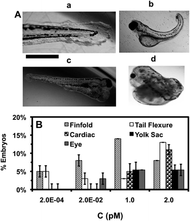 Study of dependence of types of zebrafish deformities upon NP concentration. (A) Representative optical images of deformed zebrafish show: (a–c) finfold abnormalities; (b) tail/spinal cord flexure; (c and d) cardiac malformation and yolk sac edema; and (d) eye abnormality. Scale bar = 500 μm. (B) Histograms of distributions of the embryos that develop to multiple types of deformed zebrafish show their high dependence upon NP concentration. As NP concentration increases, the number of embryos with severe deformities and various types of deformities increase. A total of 36 embryos are studied for each NP concentration. The means and standard deviations (error bars) at each given concentration from each three replicates are presented. The percentages of embryos are calculated by dividing the number of embryos developed into deformed zebrafish at each given concentration with the total number of embryos developed to deformed zebrafish at all concentrations.