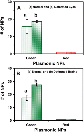 Quantitative analysis of number and sizes of the individual Ag NPs embedded in tissues of the deformed and normal zebrafish. Histograms of the number and sizes (colors) of single Ag NPs embedded in: (A) eye and (B) brain tissues of (a) normal and (b) deformed zebrafish. Tissues of 15 deformed and normal zebrafish each are analyzed. The minimum of 3 slices of each type of the tissues are characterized for each analysis. Each image serves as an effective detection volume (area) for quantitative analysis of the number of NPs embedded in the tissues. The means and standard deviations (error bars) of each given type (plasmonic green and red) of the NPs from each three replicated measurements are presented.