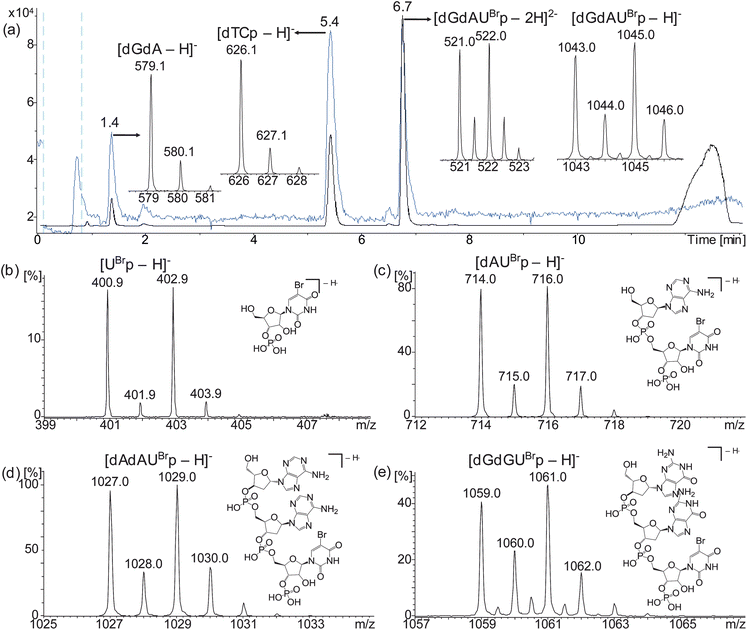 Representative HPLC-ESI MS analysis of ONT 5 sampled at 5 minutes showing TICC (blue), UV (black) and negative ion ESI mass spectra of observed digestion products (a) and negative ion ESI mass spectra of the brominated mass tags produced by digestion of ONTs 2 (b), 3 (c), 4 (d) and 6 (e). UBr = 5-bromouridine, d = deoxynucleotide, p = 3′-phosphate.