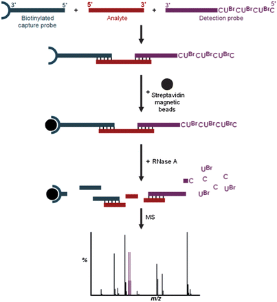 Example hybridization assay using mass spectral analysis of brominated RNase digestion products.