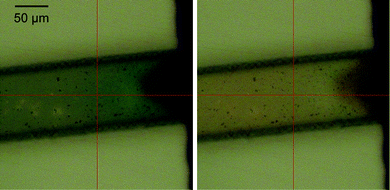 Colour change of the polymer film in a microfluidic channel. Polymer at oxidative potential (1.0 V) turns green (right) and returns to slightly orange once reduced back (left).