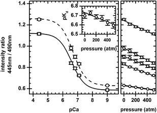 Intensity ratio versus pCa (left plot) and pressure (right plot) for 5 μM indo-1 in EGTA buffer. For the intensity ratio versus pCa plot, 1 atm (circle) and 510 atm (square) values are shown. 1-atm (dashed line) and 510-atm (solid line) fits to a two-state model (eqn (3)) are shown. pCa values have not been corrected for pressure-induced changes in pCa; discussions are in the text. The insert shows the pKd for indo-1versus pressure, along with a linear fit to the values. For the intensity ratio versus pressure plot, values correspond to samples used in the intensity ratio versus pCa plot. Linear fits are shown. All error bars are the standard deviation of multiple measurements.