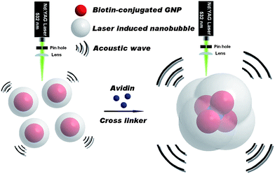 Schematic illustration of target-triggered GNP aggregation enhancing the amplitude of PA-LINB for sensitive avidin detection.