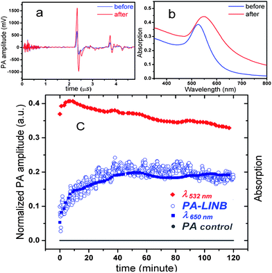 PA amplitude (a) and the corresponding UV-vis absorption spectra (b) before and after the addition of avidin. (c) Time-dependent evolution of the PA amplitude (PA-LINB), absorption at 532 nm (λ532nm) and 650 nm (λ650nm) after addition of avidin (biotin-conjugated GNP size: 12.5 nm, concentration: 1.5 × 1012 particles per mL, avidin concentration: 30 nM). For control test, time-dependent evolution of the PA amplitude (PA control) of mixing 30 nM biotin and 30 nM avidin was also measured by our PA setup.