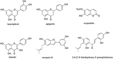 Structures of compounds 2,4,2′,4′-tetrahydroxy-3′-prenylchalcone, scopoletin, luteolin, kaempferol, apigenin and moracin N.