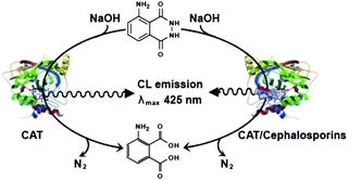 CL mechanism of luminol–CAT–cephalosporins.