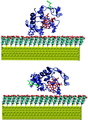 MD snapshot of the labelled K39C (top) and K8C (bottom) variants of Cyt-c bound to the SAM-coated Au surface. The MBN group and the cationic lysine residues are indicated in green and blue, respectively.