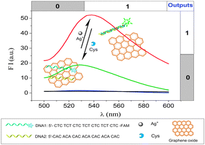 Schematic representation of Ag+ and Cys detection based on graphene oxide and silver-specific oligonucleotides.