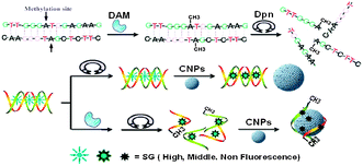 Schematic description for label-free fluorescence assay of DNA methylation based on CNPs, SG and enzyme-linkage reactions.