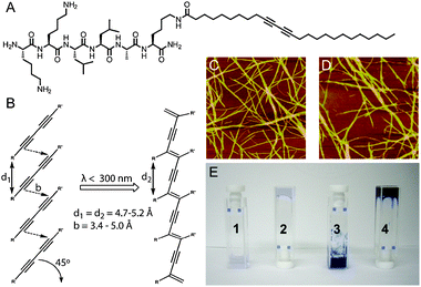 (A) Chemical structure of diacetylene-containing PA. (B) Photoinitiated topochemical polymerization of diacetylene units. (C and D) AFM image of unirradiated (C) and irradiated (D) PA nanofibers. (E) Digital images of PA samples showing (1) PA solution without irradiation, (2) gelled PA solution without irradiation, (3) PA solution after irradiation, and (4) gelled PA solution after irradiation. Reprinted with permission from ref. 35 (Copyright 2008 American Chemical Society).